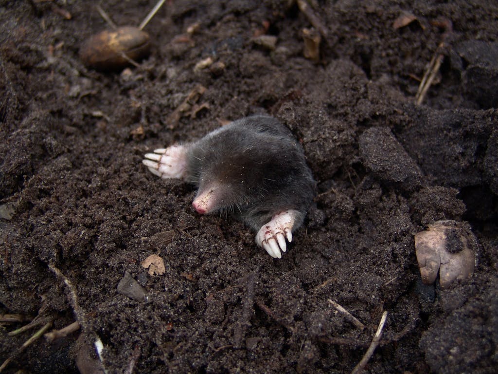 A European mole digging up through rich soil, showcasing its claws and fur in a natural setting.
